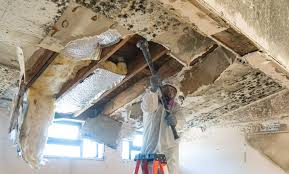 Why You Should Choose Our Mold Remediation Services in Narrows, VA